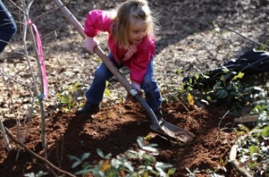 Saving the Environment One Tree at a Time