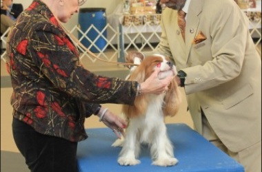 North Florida Fair Grounds Goes to the Dogs