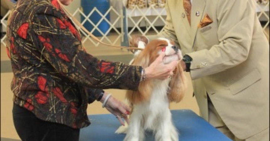 North Florida Fair Grounds Goes to the Dogs