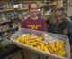 FSU-FAMU Partnership Awarded Funding for Corn Research