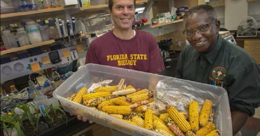 FSU-FAMU Partnership Awarded Funding for Corn Research