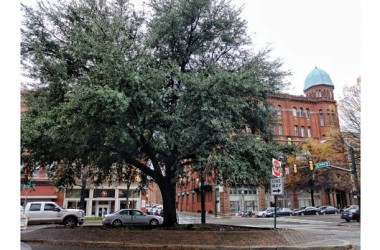 Protestors win fight to remove Oak Tree reminiscent of lynching on site of Maggie L. Walker statue