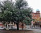 Protestors win fight to remove Oak Tree reminiscent of lynching on site of Maggie L. Walker statue