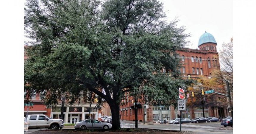 Protestors win fight to remove Oak Tree reminiscent of lynching on site of Maggie L. Walker statue