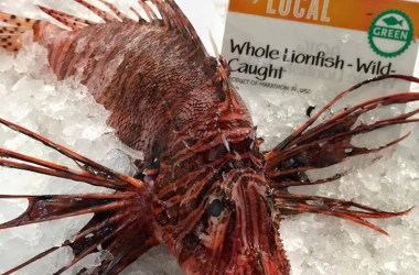 Now serving … the lionfish