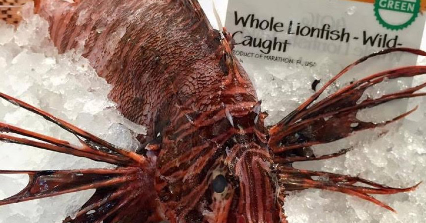 Now serving … the lionfish