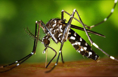 Mosquito-borne Zika cases confirmed in Florida