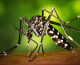 Mosquito-borne Zika cases confirmed in Florida