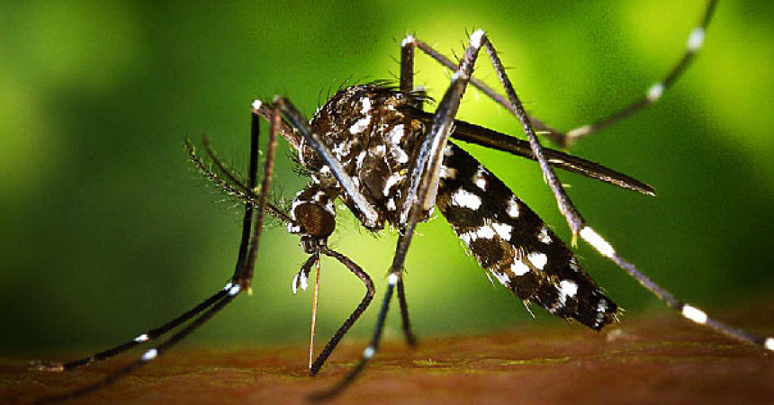 Mosquito-borne Zika cases confirmed in Florida