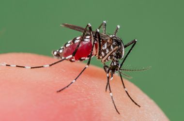 FSU scientist starts research for early detection of zika