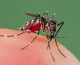 FSU scientist starts research for early detection of zika