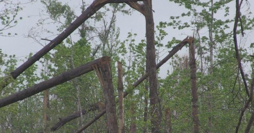 Florida, Feds still working on timber money