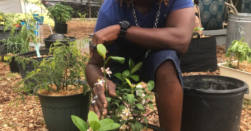 ‘Generational’ garden providing food security in the Black community