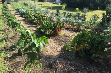 Entrepreneurial opportunity could  blossom from City Farm TLH program