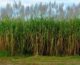 U.S. Sugar completes deal amid legal fight