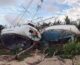 Abandoned, damaged boats spur concern